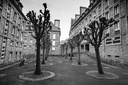 Arbres en ville