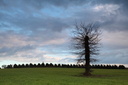 L'arbre, Saint Suliac