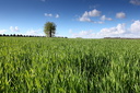L'arbre, Saint Suliac