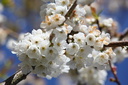 Cerisier en fleur