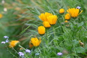 Fleurs
