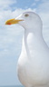 Goéland