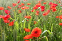 Coquelicots