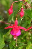 Fushia
