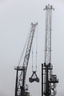 Grues