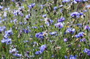 Fleurs des champs