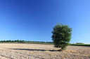 L'arbre, Saint Suliac