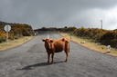 Vache, Paul da Serra