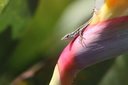 Lézard sur un oiseau de Paradis