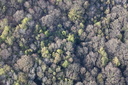 Arbres