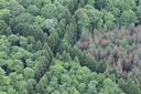 Arbres