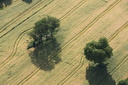 Arbres, Normandie