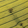 Traces dans le champ de colza