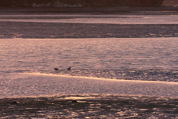 Oies sauvages en Rance au lever du soleil