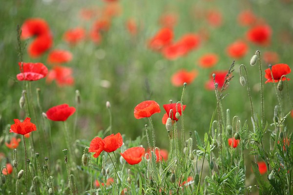 Champ de coquelicots