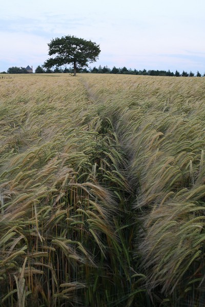 Champ de blé