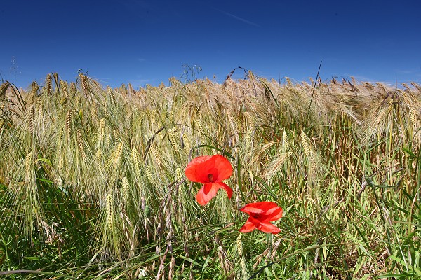 Champ de céréales, La Ville-ès-Nonais