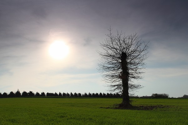 Arbre, Saint Suliac