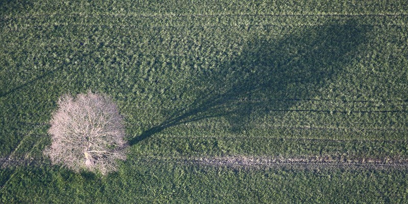 L'arbre